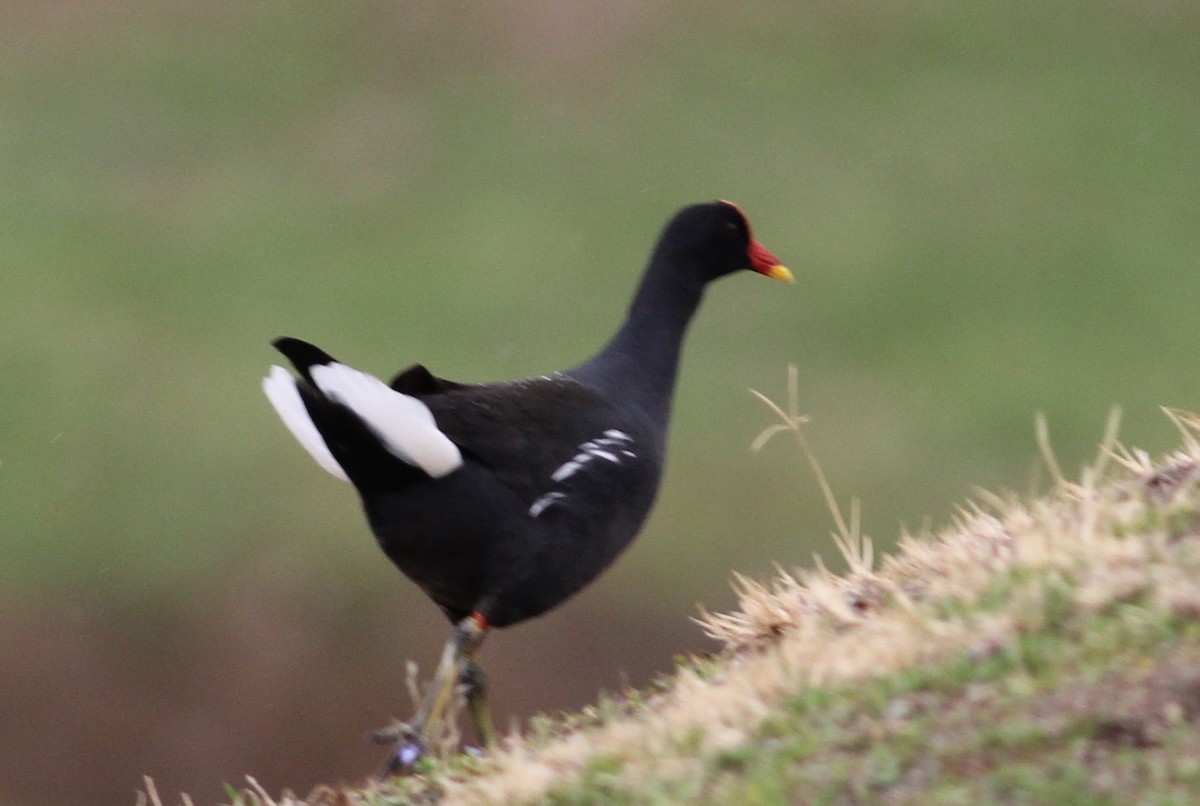 Eurasian Moorhen - ML47252161