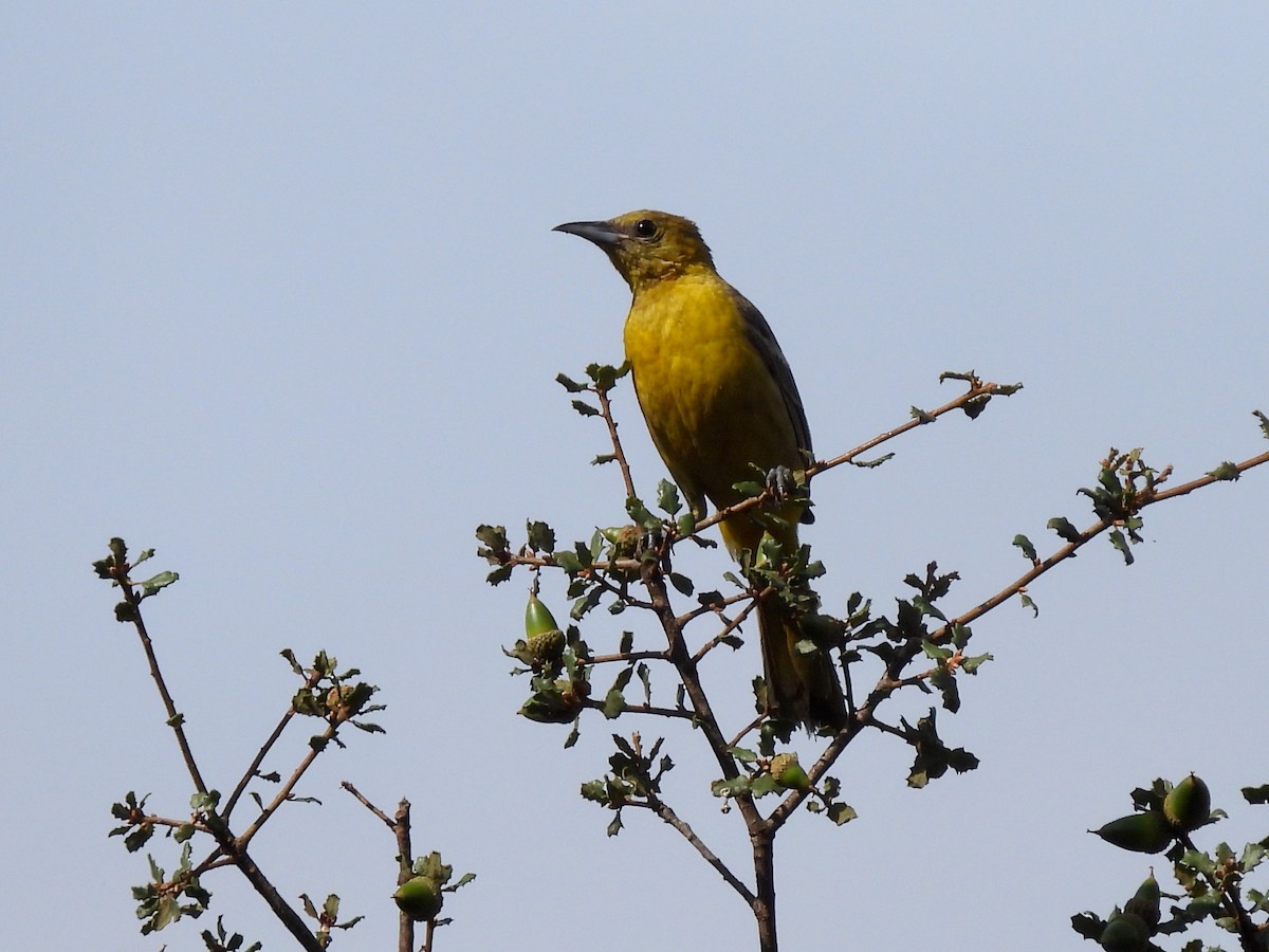 Hooded Oriole - ML472522581