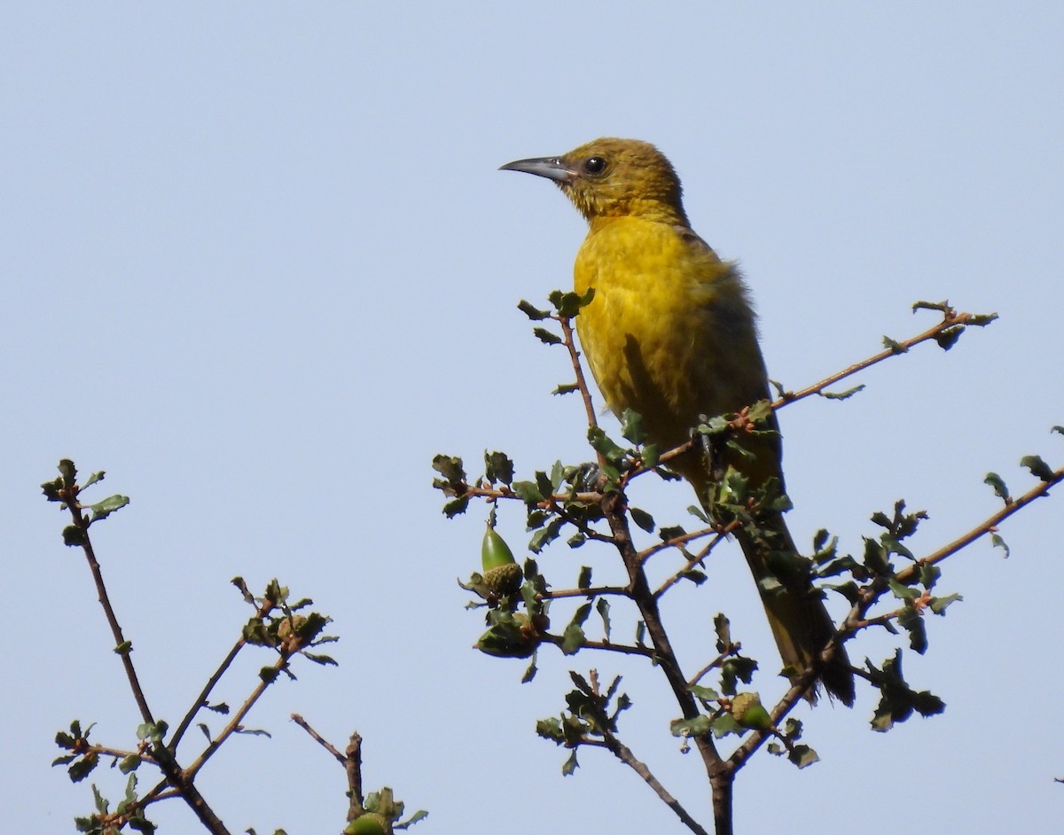 Hooded Oriole - Martha Wild