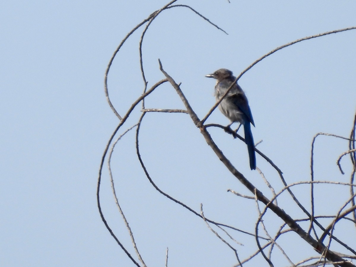 California Scrub-Jay - Martha Wild