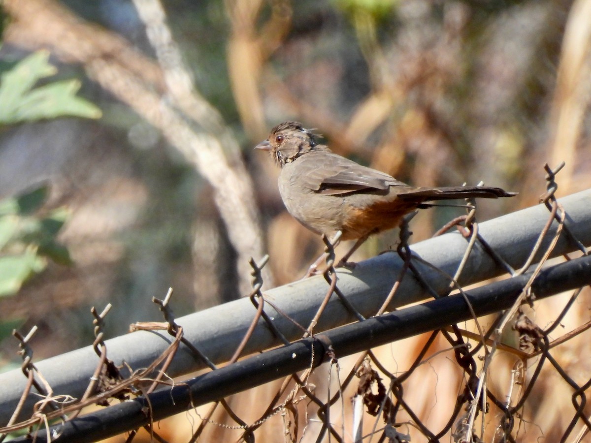 California Towhee - ML472522691