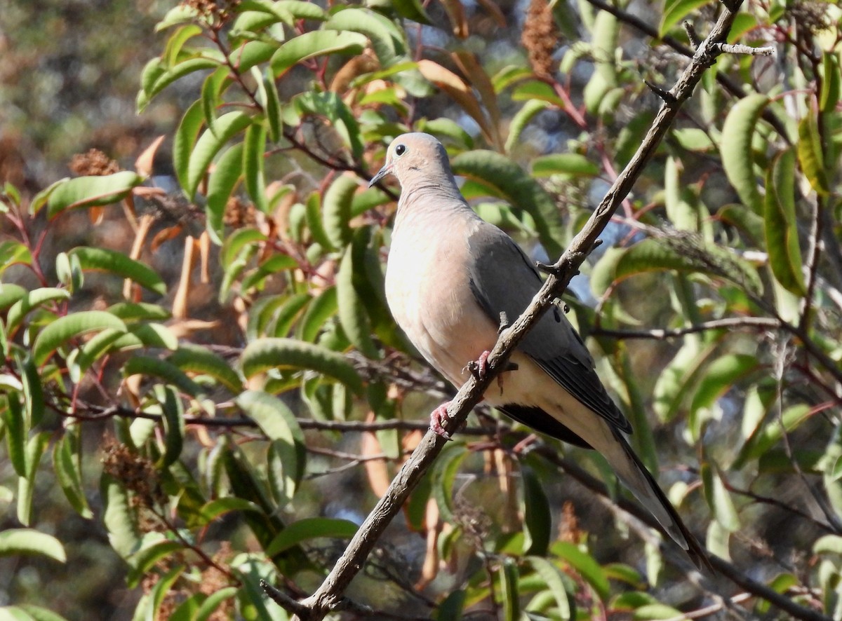 Mourning Dove - Martha Wild