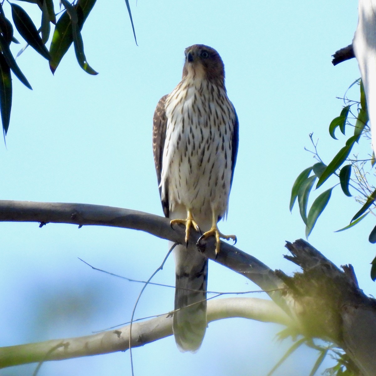 Cooper's Hawk - Martha Wild