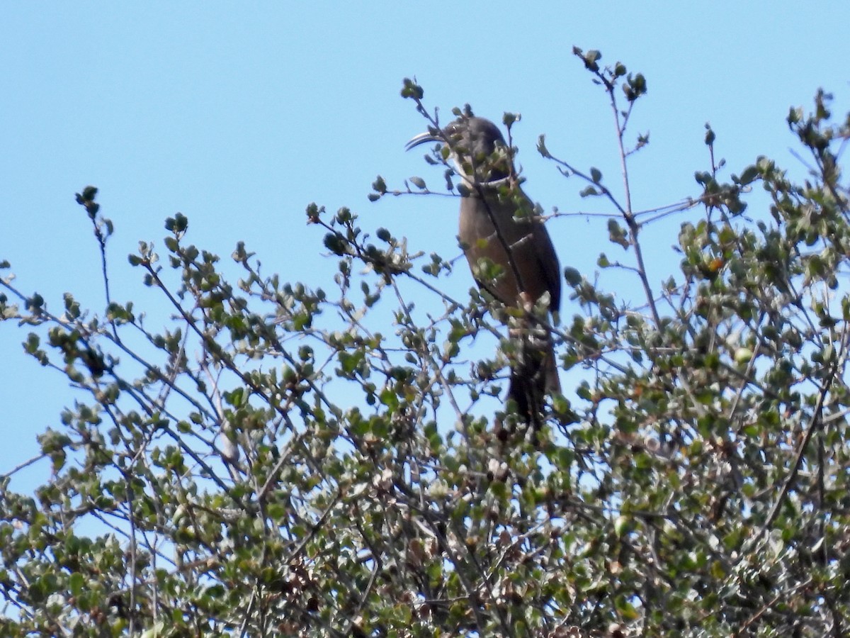 California Thrasher - ML472522871