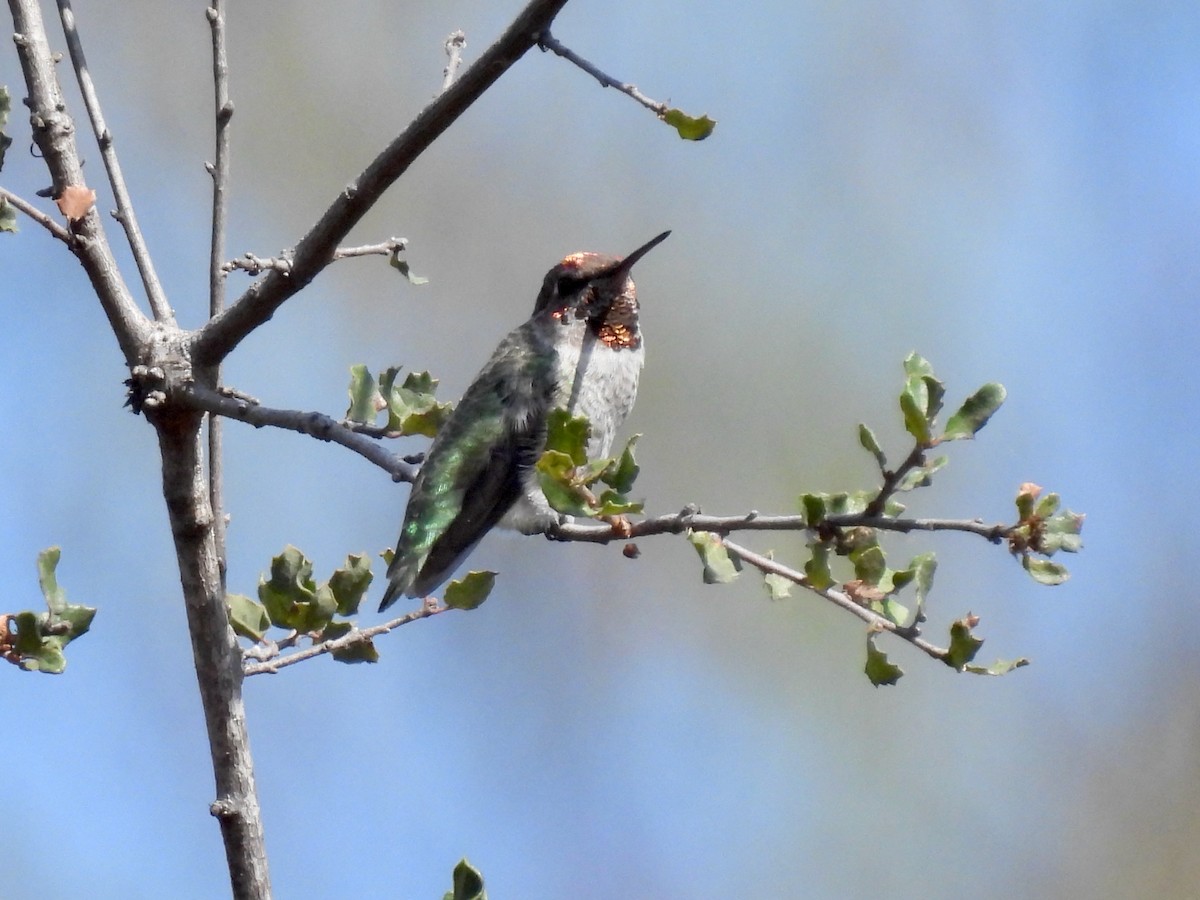 Anna's Hummingbird - Martha Wild