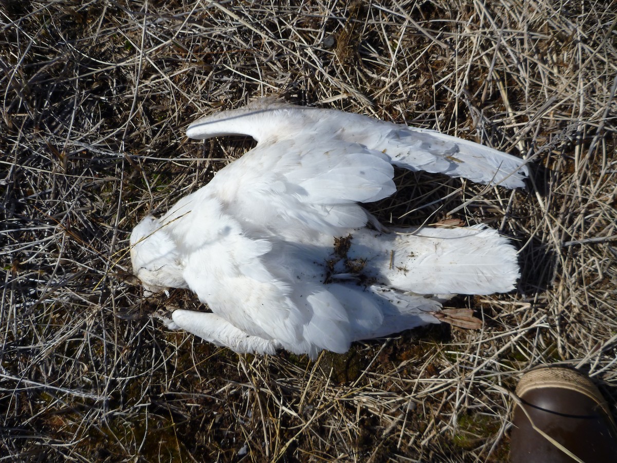 Glaucous Gull - ML47252301