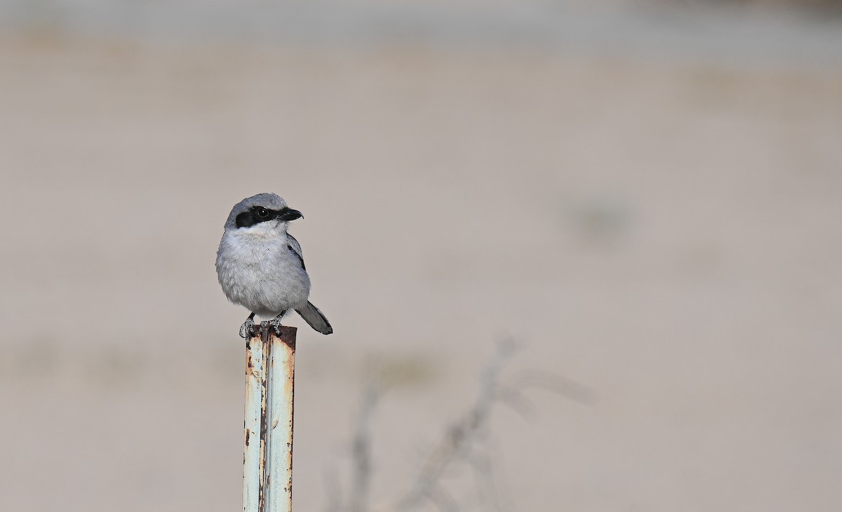 Pie-grièche migratrice - ML472523271