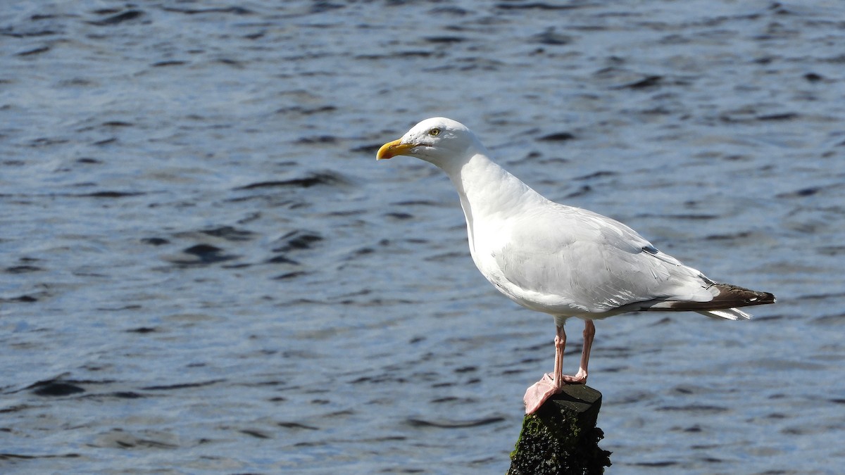 Gaviota Argéntea - ML472524561