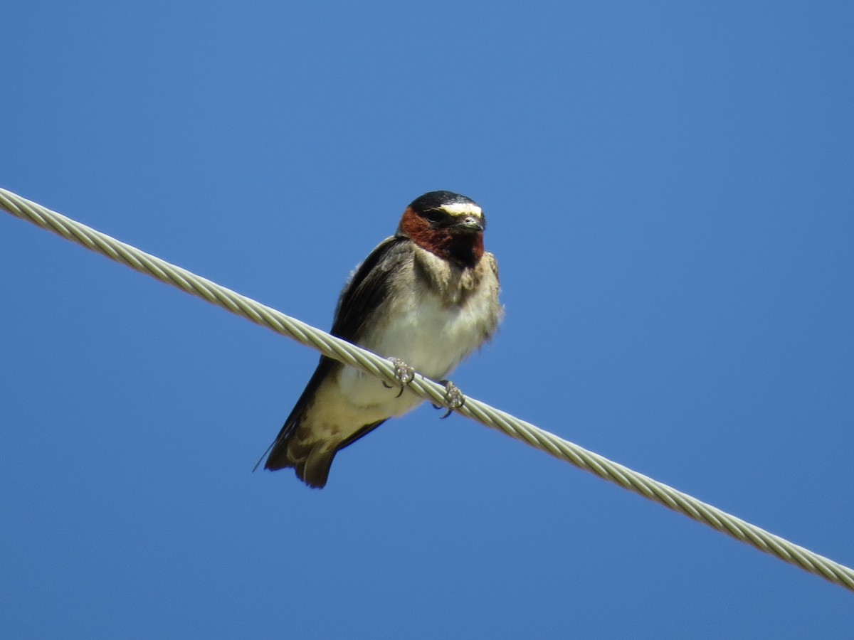 Cliff Swallow - ML472524621