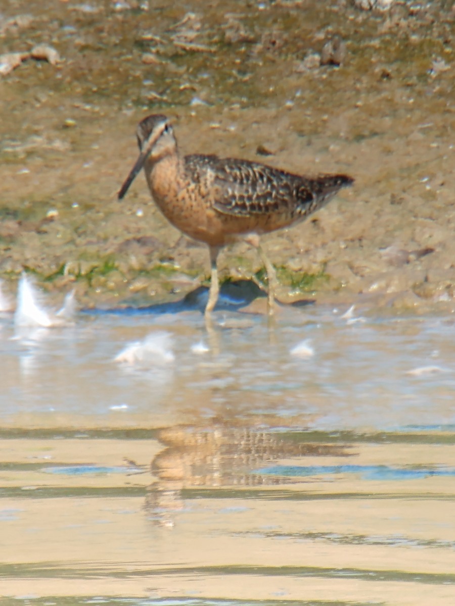 Long-billed Dowitcher - ML472525721