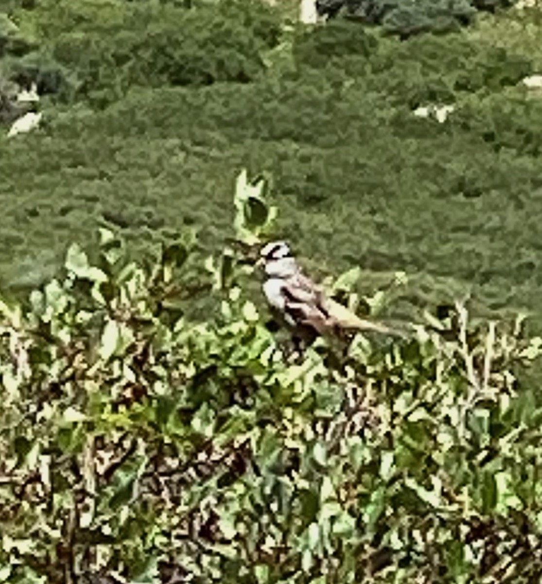 White-crowned Sparrow - ML472525881