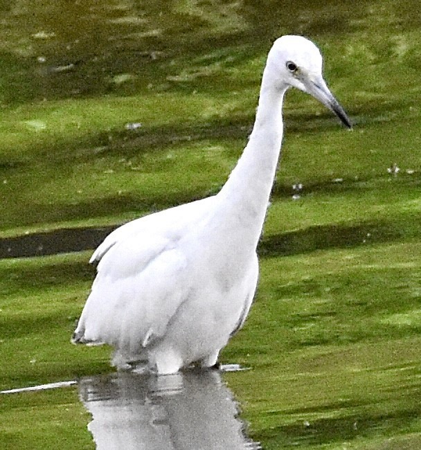 Little Blue Heron - ML472526111