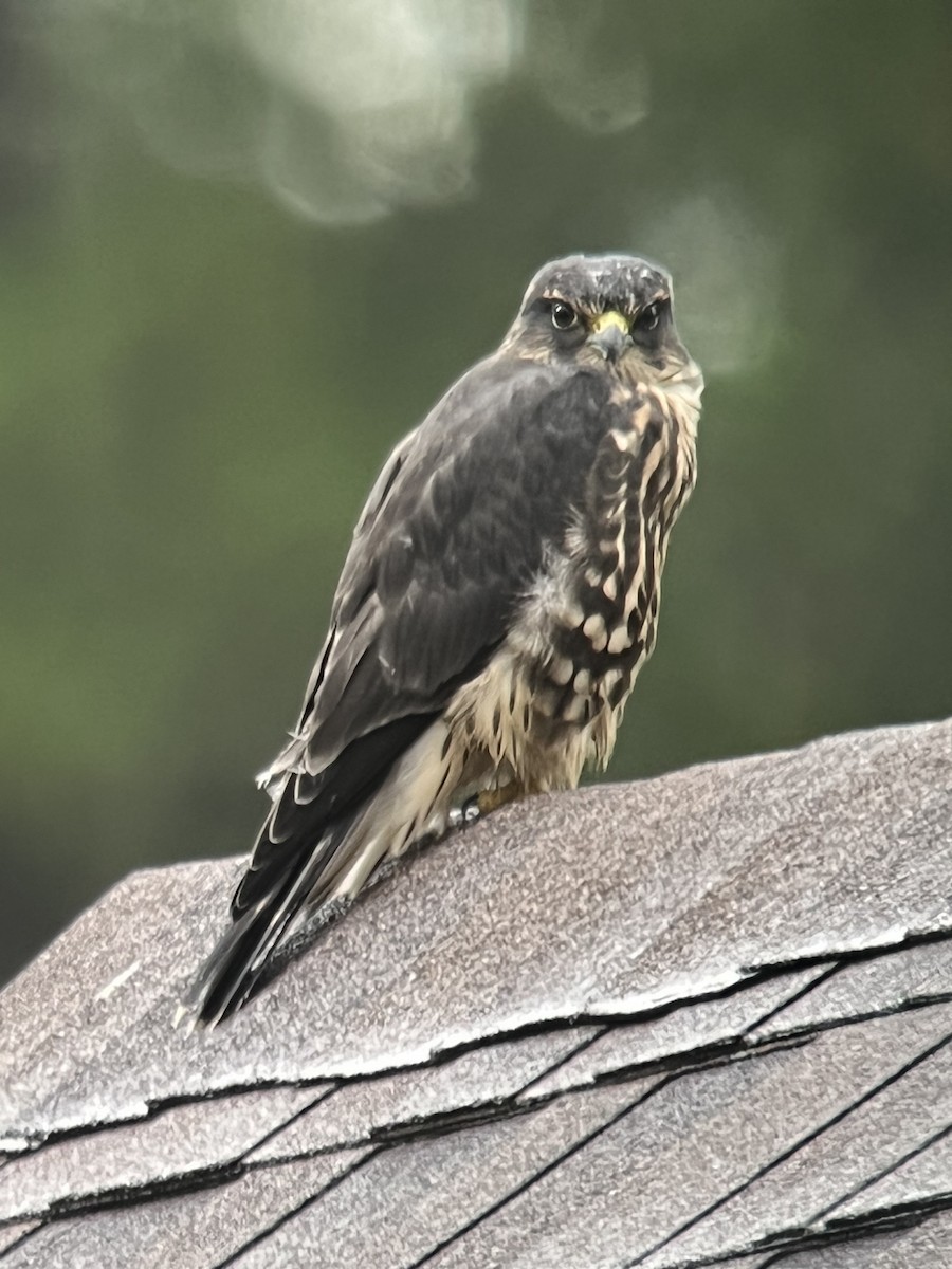 Merlin - Louise Laperrière