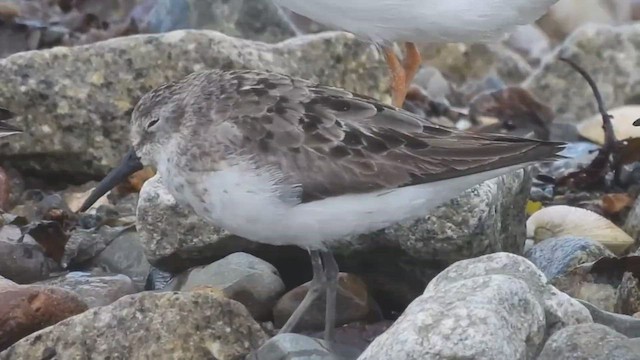 Semipalmated Sandpiper - ML472527571