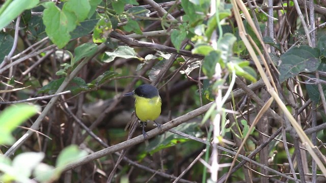 Common Tody-Flycatcher - ML472528