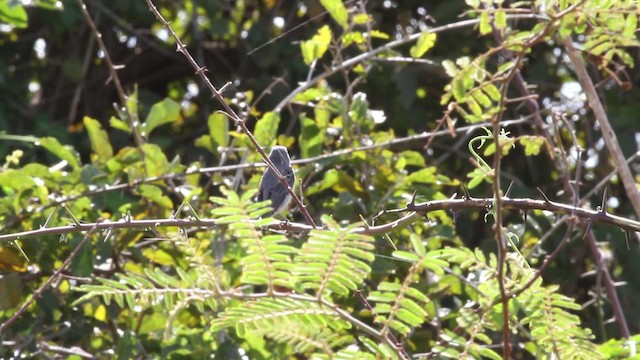 Gray Seedeater - ML472529