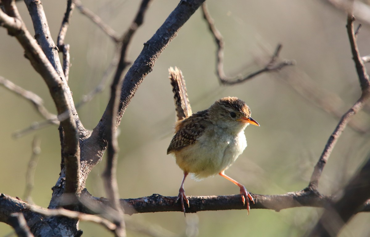 Grass Wren (Northern) - Anuar López