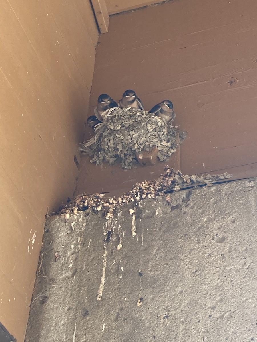 Barn Swallow - ML472530231