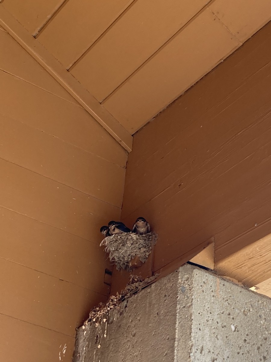 Barn Swallow - ML472530271