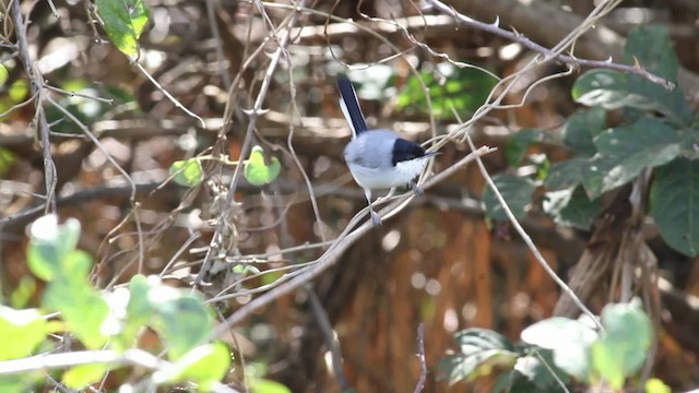 Gobemoucheron tropical (plumbiceps/anteocularis) - ML472531