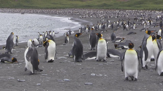tučňák patagonský - ML472531661