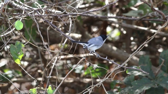 カオジロブユムシクイ（plumbiceps／anteocularis） - ML472532