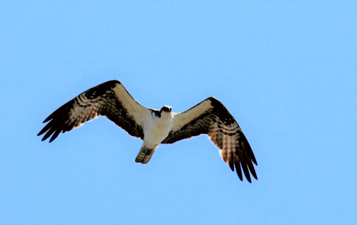 Águila Pescadora - ML472532091