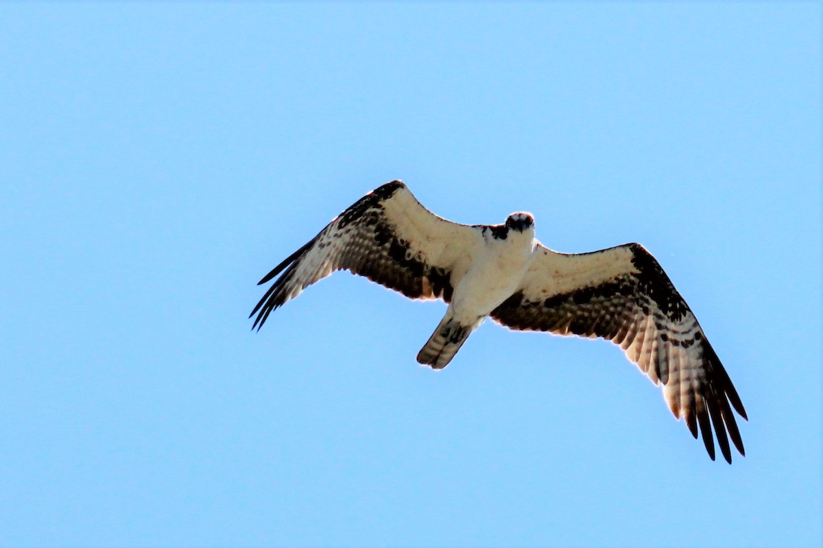 Águila Pescadora - ML472532101