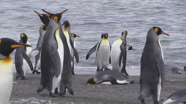 tučňák patagonský - ML472532471
