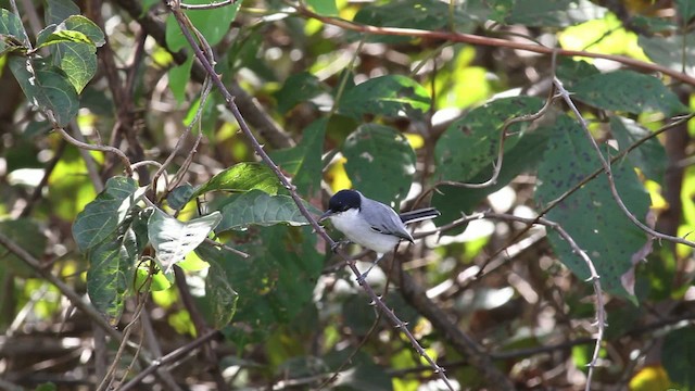 Gobemoucheron tropical (plumbiceps/anteocularis) - ML472533