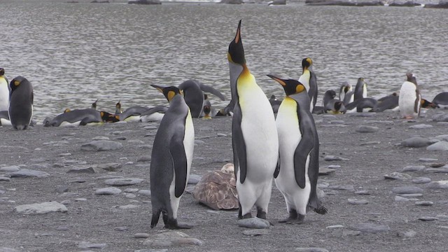 tučňák patagonský - ML472533741