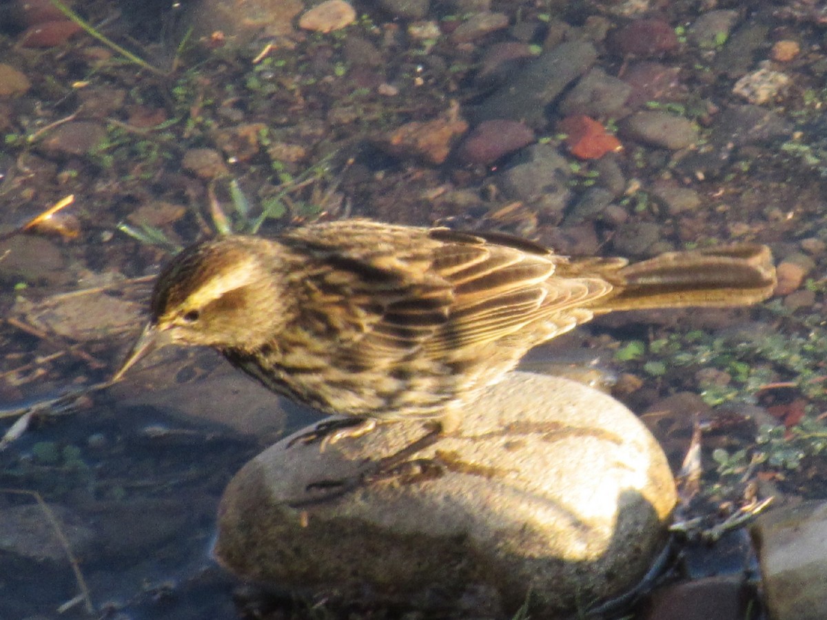 Yellow-winged Blackbird - ML472534731