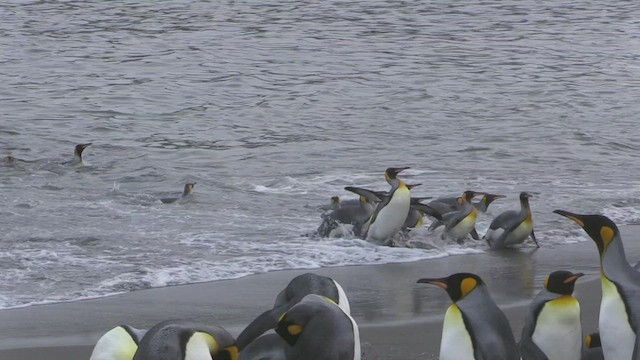 tučňák patagonský - ML472535331