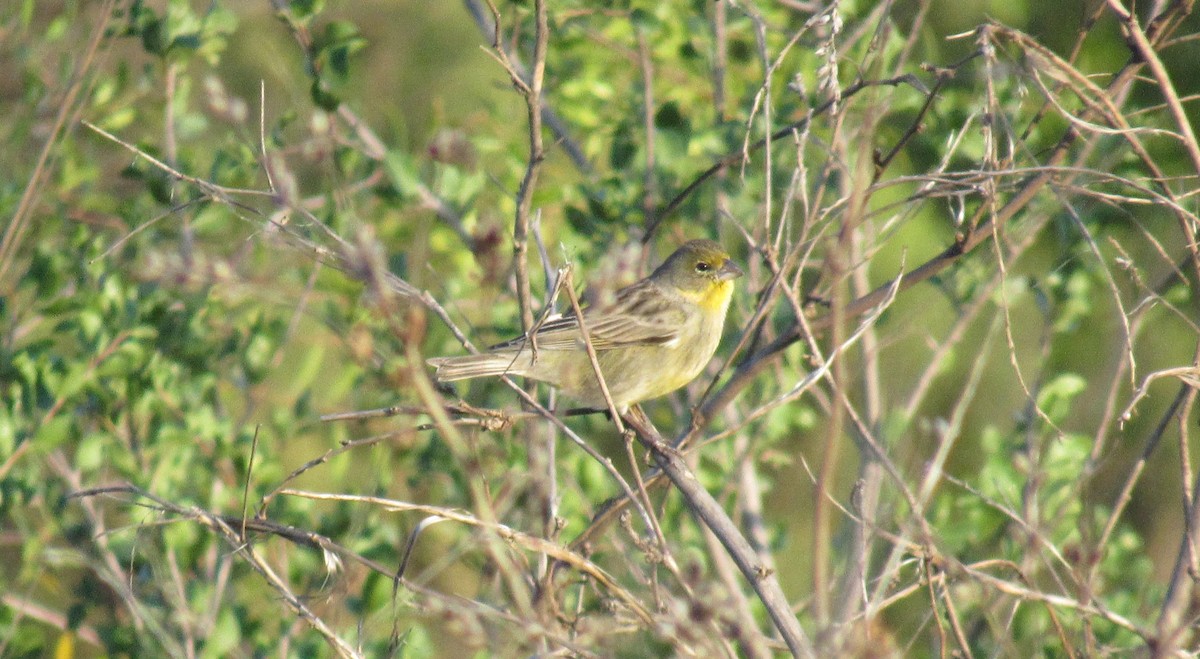 Grassland Yellow-Finch - ML472535381