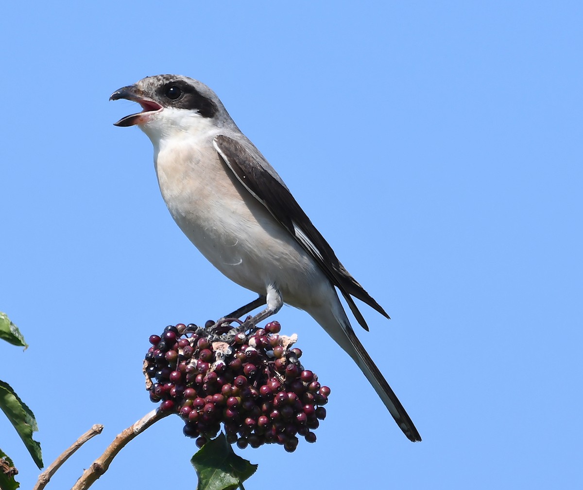 Lesser Gray Shrike - ML472535791