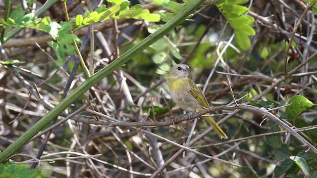 Saffron Finch (Saffron) - ML472536