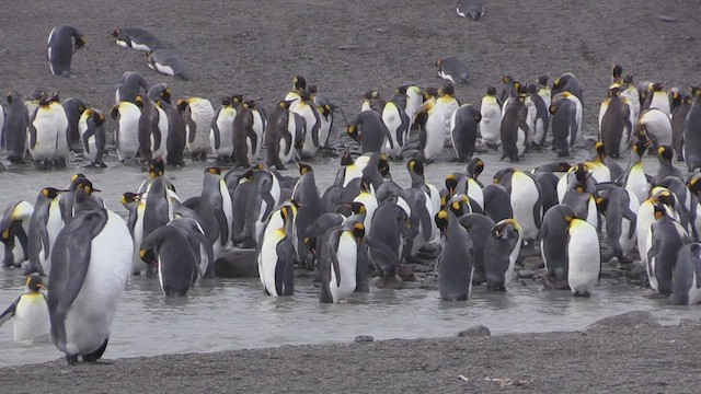 tučňák patagonský - ML472536091