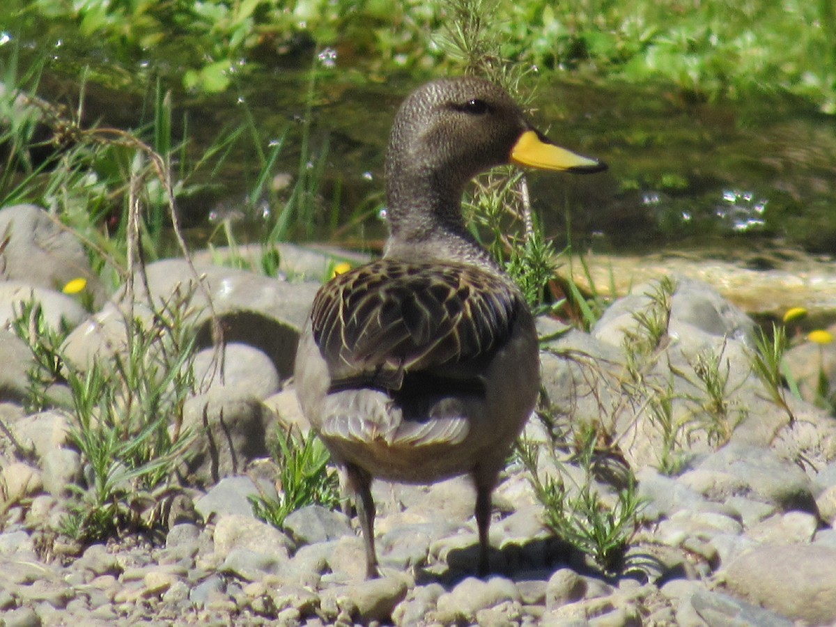 Yellow-billed Teal - ML472536891