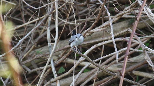 カオジロブユムシクイ（plumbiceps／anteocularis） - ML472537