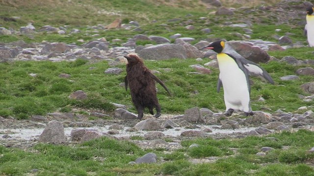 tučňák patagonský - ML472537011