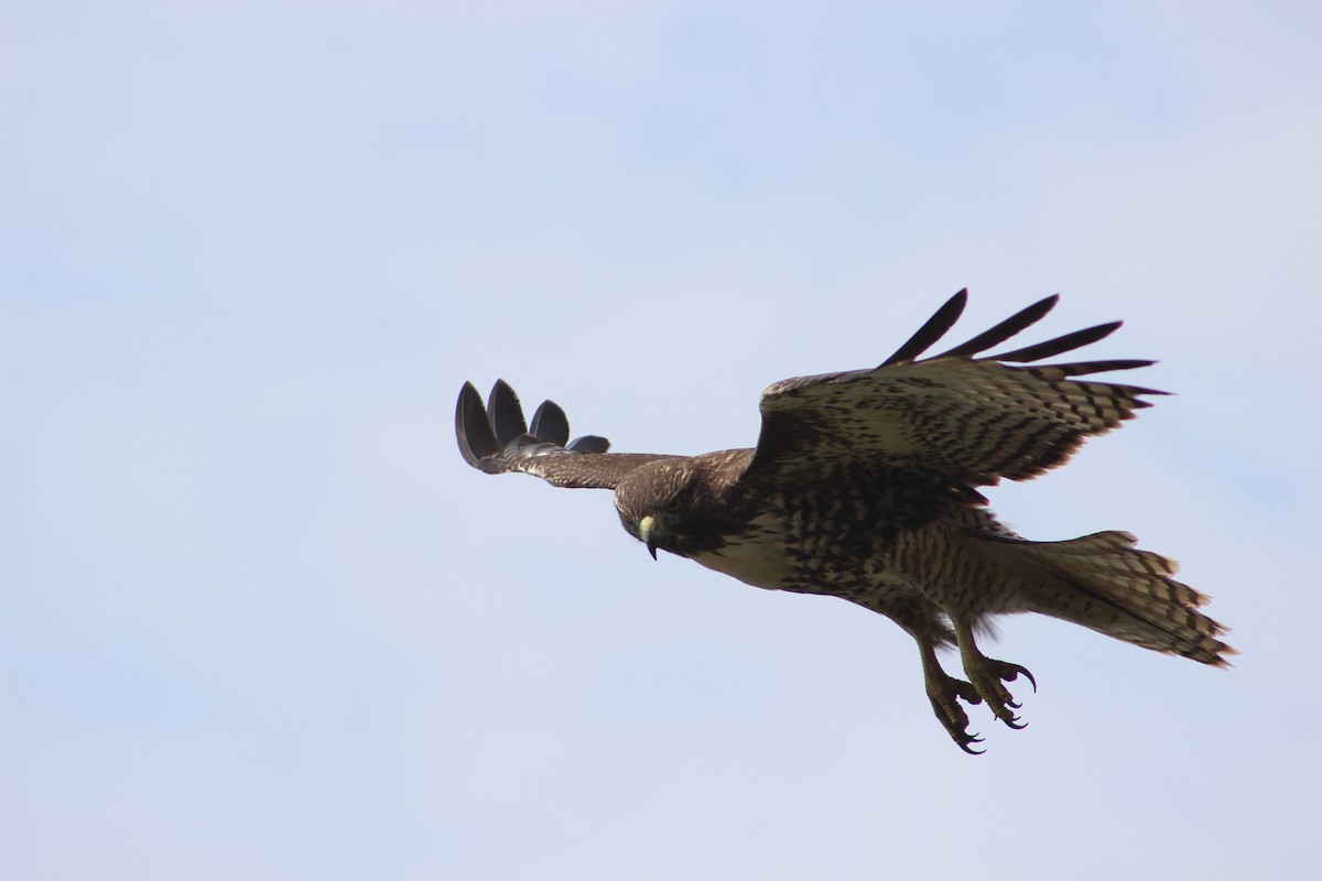 Red-tailed Hawk (calurus/alascensis) - ML472537671