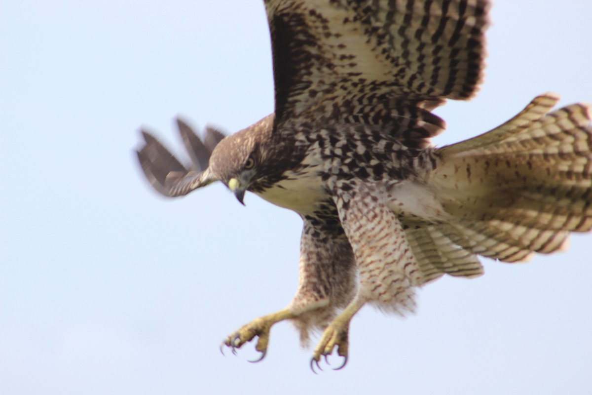 Red-tailed Hawk (calurus/alascensis) - ML472537691