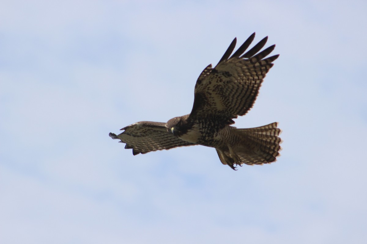 Red-tailed Hawk (calurus/alascensis) - ML472537701