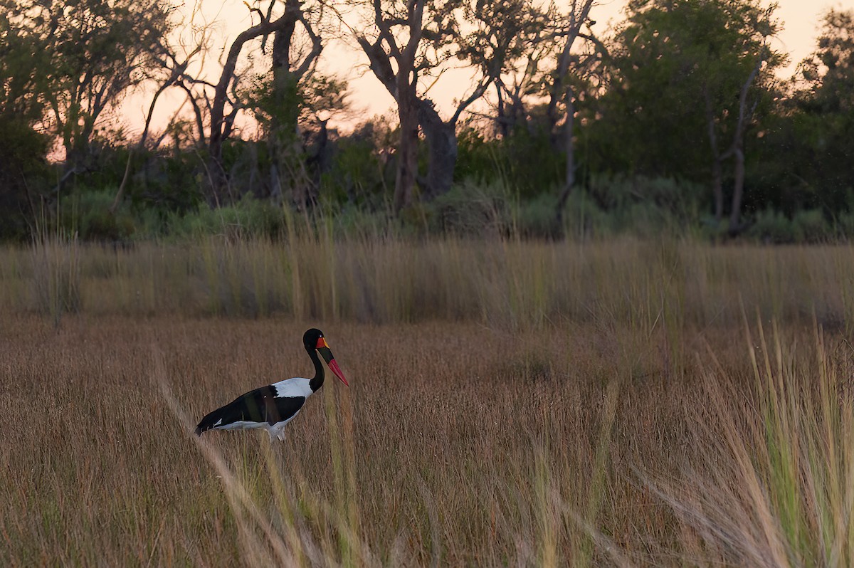 Saddle-billed Stork - ML472537971