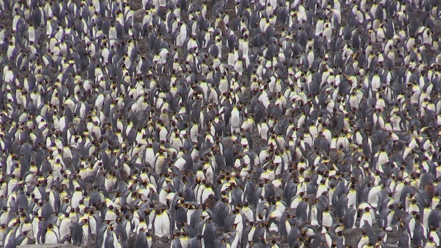 Королевский пингвин - ML472538201