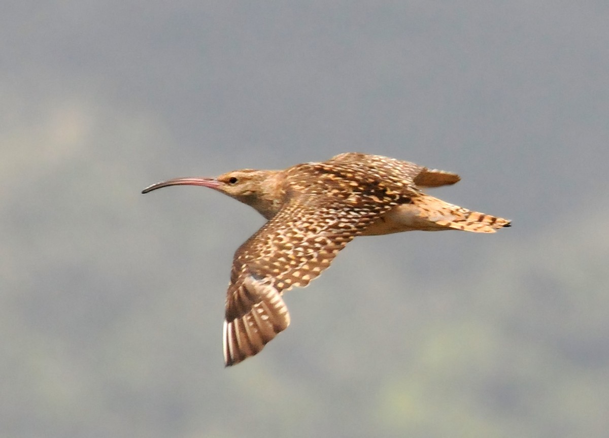 Bristle-thighed Curlew - Steven Mlodinow