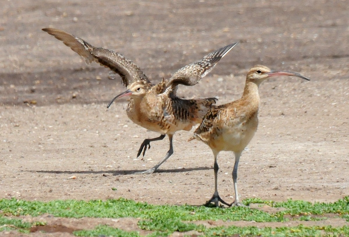 Bristle-thighed Curlew - Steven Mlodinow