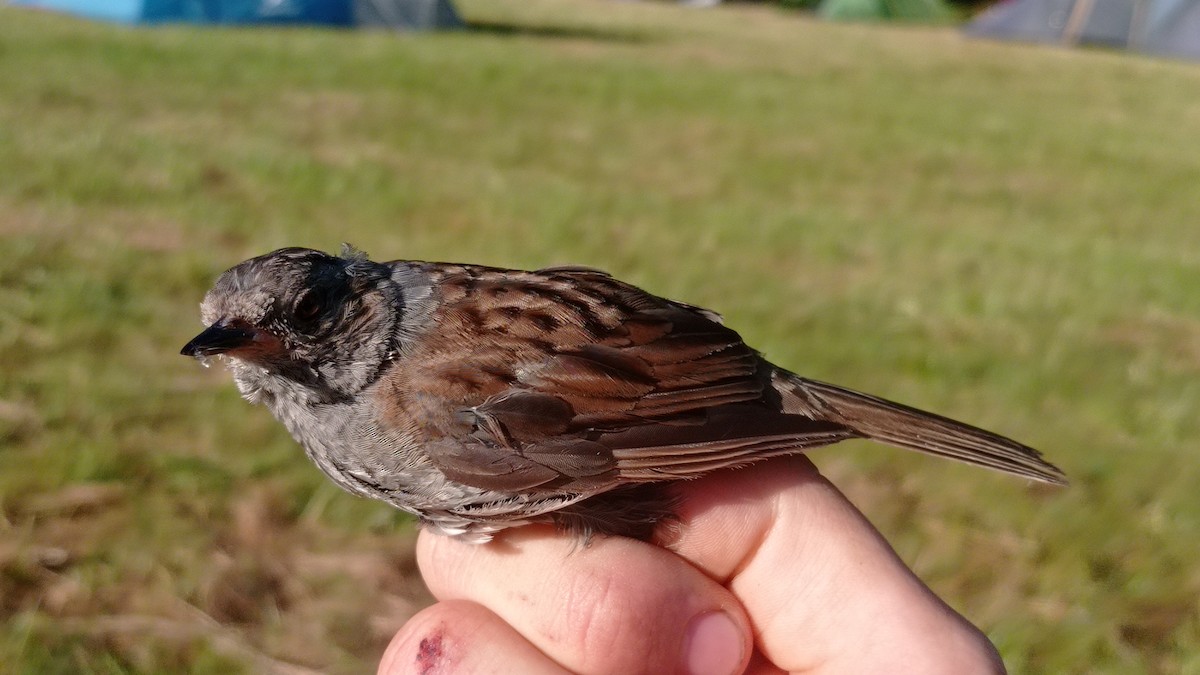 Dunnock - ML472538901
