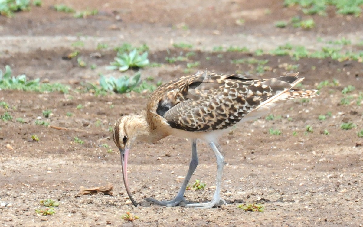 Bristle-thighed Curlew - Steven Mlodinow