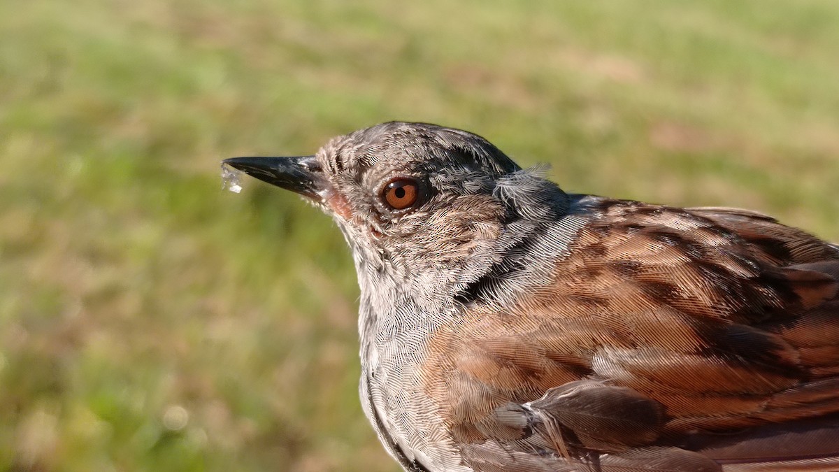 Dunnock - ML472538941